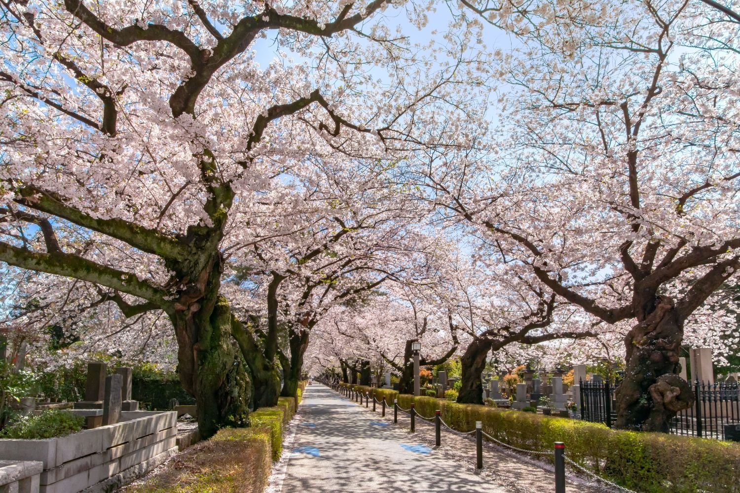 🏞️ 동광산 공원 (토코잔 코엔) 이미지 8